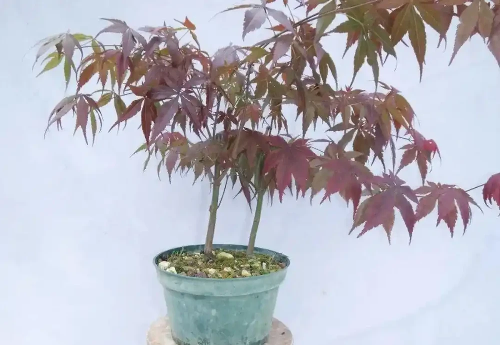 楓樹上盆和養護指南,品種怎麼選,焦葉如何解決?