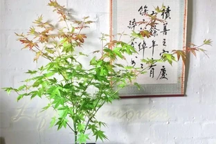 楓樹上盆和養護指南，品種怎麼選，焦葉如何解決？
