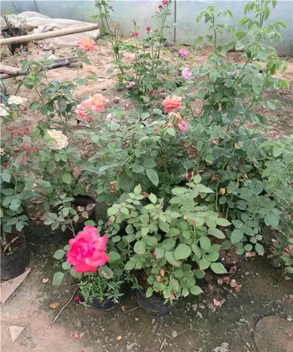 玫瑰