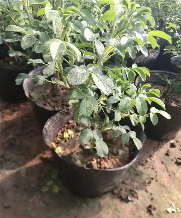 玫瑰