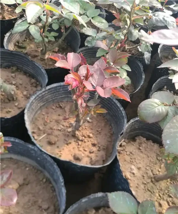 玫瑰