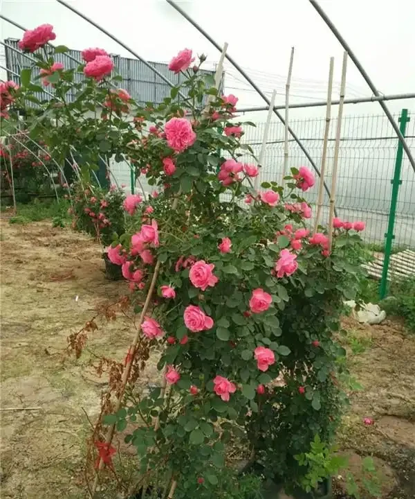 玫瑰
