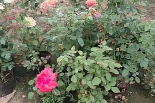 玫瑰花什麼時候移植比較好