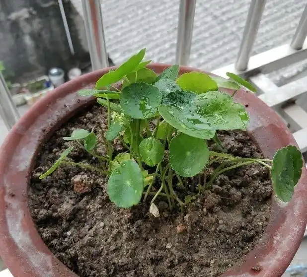 養銅錢草，只做到簡單3步，蹭蹭長葉子，擠滿盆，圓鼓鼓綠油油