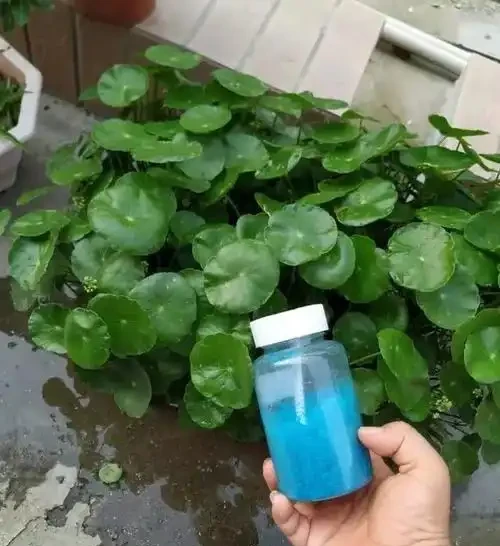 養銅錢草，只做到簡單3步，蹭蹭長葉子，擠滿盆，圓鼓鼓綠油油