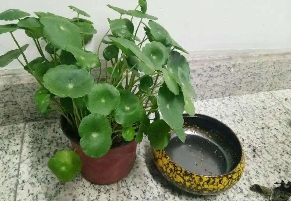 養銅錢草，只做到簡單3步，蹭蹭長葉子，擠滿盆，圓鼓鼓綠油油