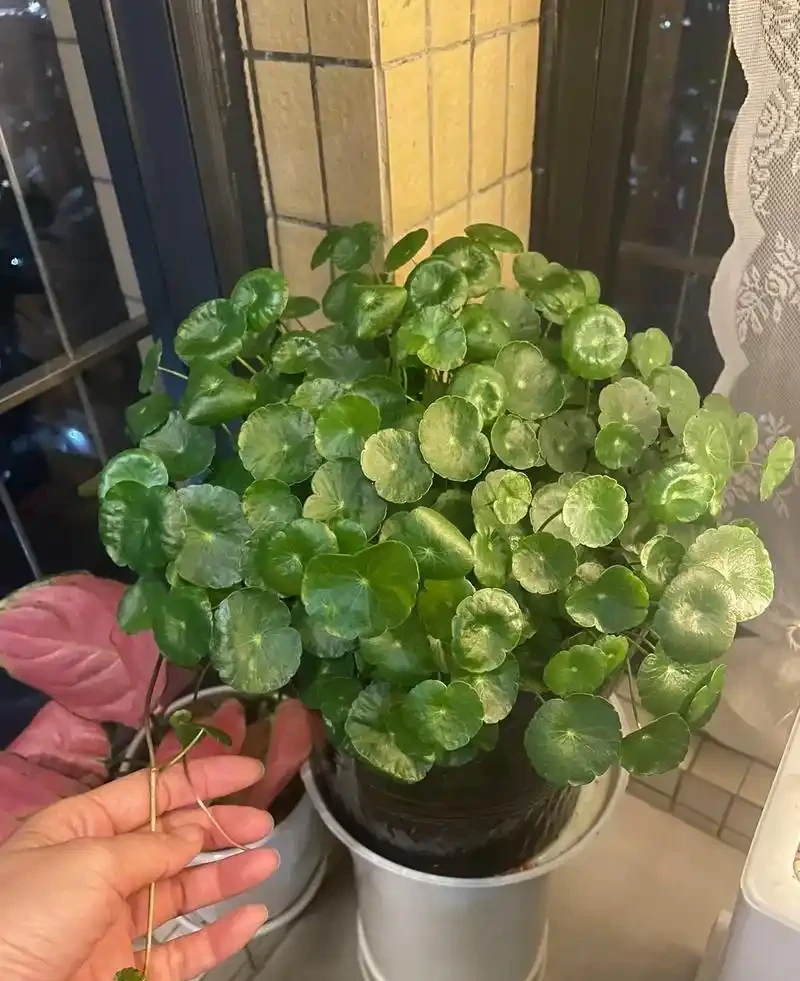 養銅錢草，只做到簡單3步，蹭蹭長葉子，擠滿盆，圓鼓鼓綠油油