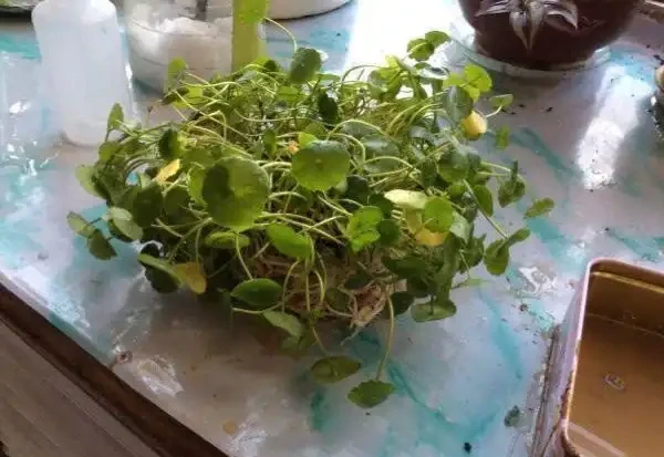 養銅錢草，只做到簡單3步，蹭蹭長葉子，擠滿盆，圓鼓鼓綠油油