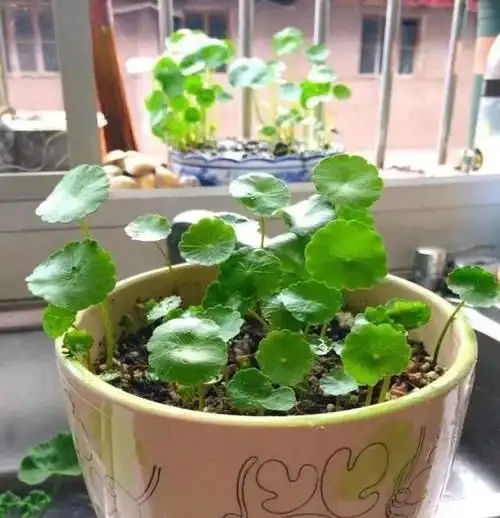 養銅錢草，只做到簡單3步，蹭蹭長葉子，擠滿盆，圓鼓鼓綠油油