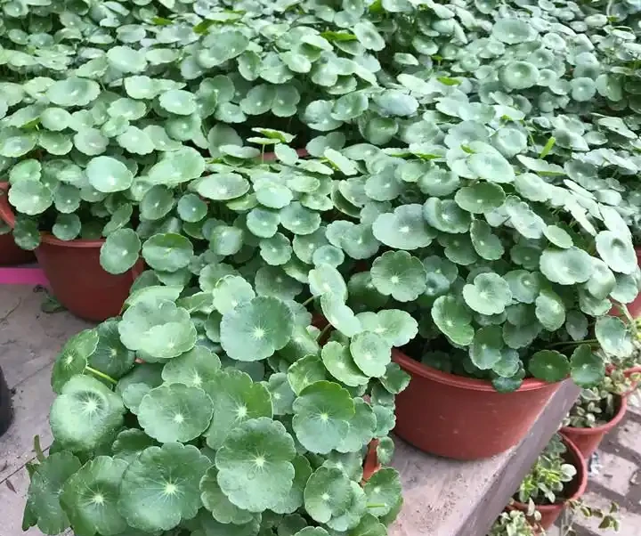 養銅錢草，只做到簡單3步，蹭蹭長葉子，擠滿盆，圓鼓鼓綠油油