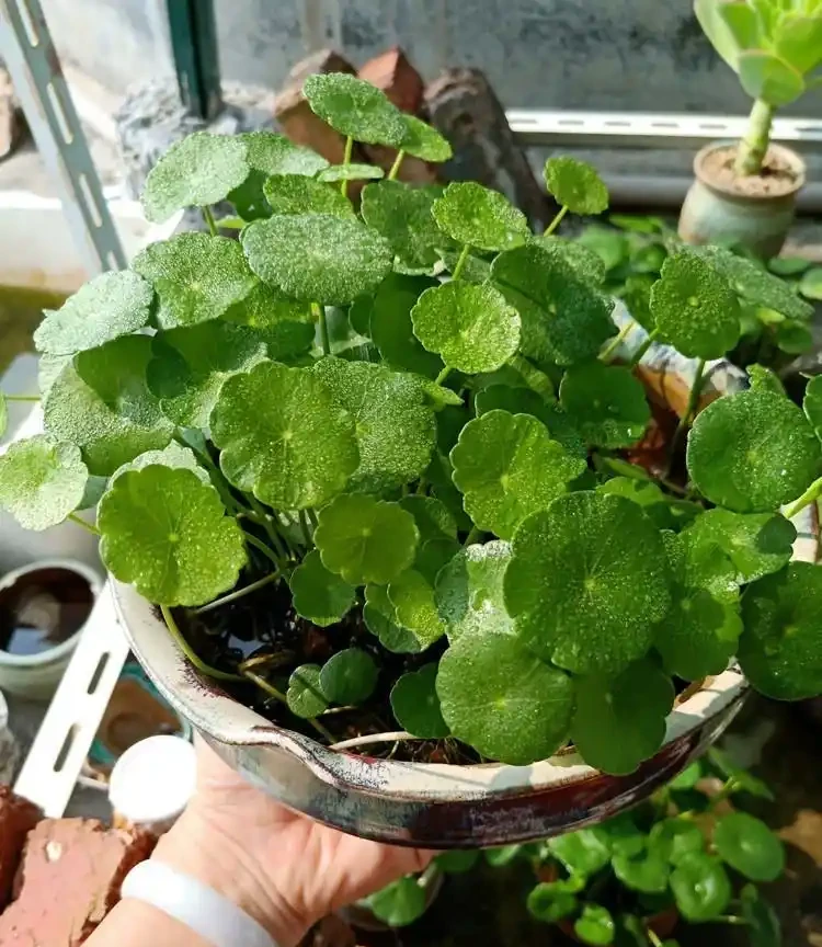 養銅錢草，只做到簡單3步，蹭蹭長葉子，擠滿盆，圓鼓鼓綠油油