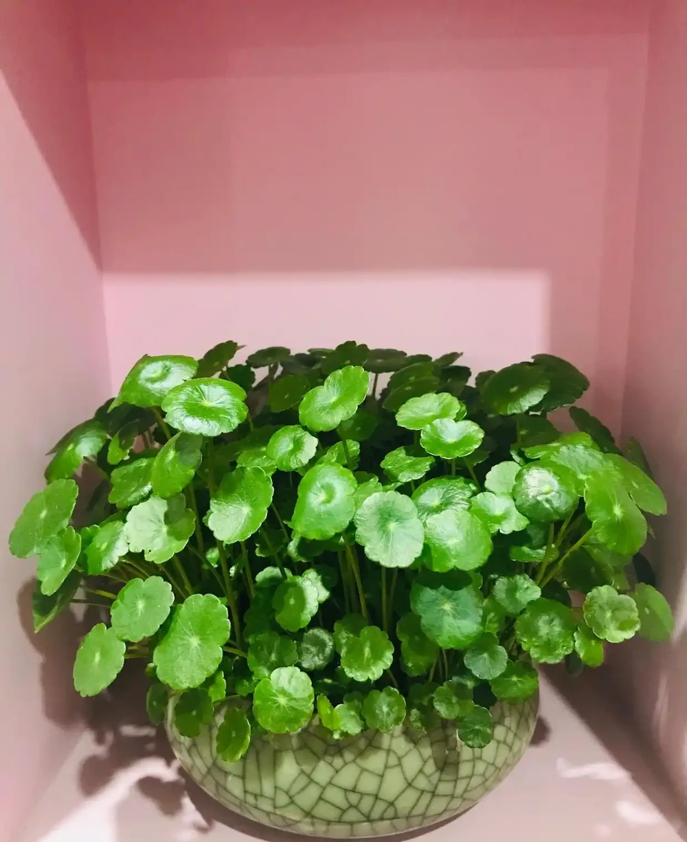 養銅錢草，只做到簡單3步，蹭蹭長葉子，擠滿盆，圓鼓鼓綠油油