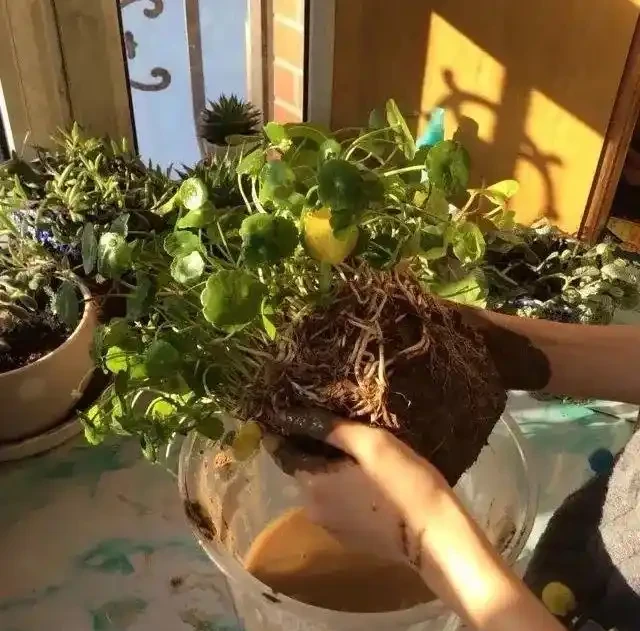 養銅錢草，只做到簡單3步，蹭蹭長葉子，擠滿盆，圓鼓鼓綠油油