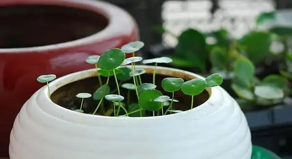 養銅錢草，只做到簡單3步，蹭蹭長葉子，擠滿盆，圓鼓鼓綠油油