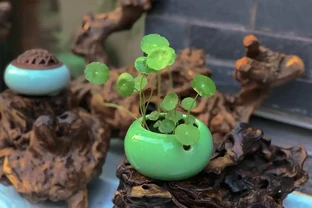 養銅錢草，只做到簡單3步，蹭蹭長葉子，擠滿盆，圓鼓鼓綠油油