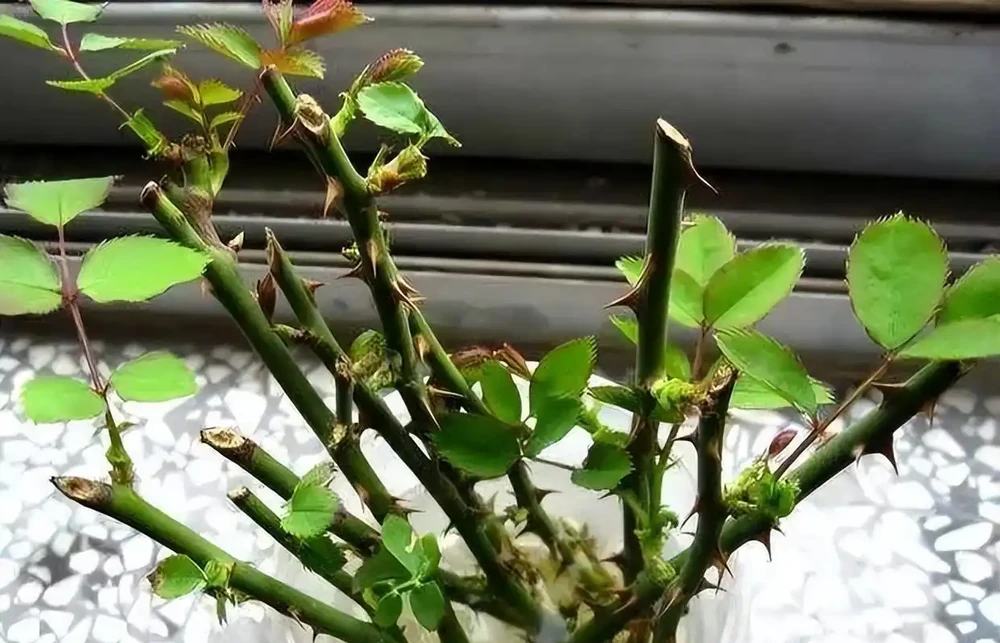 手把手教你插枝玫瑰花,剪個枝條插土裡就長根,一盆輕鬆變多盆