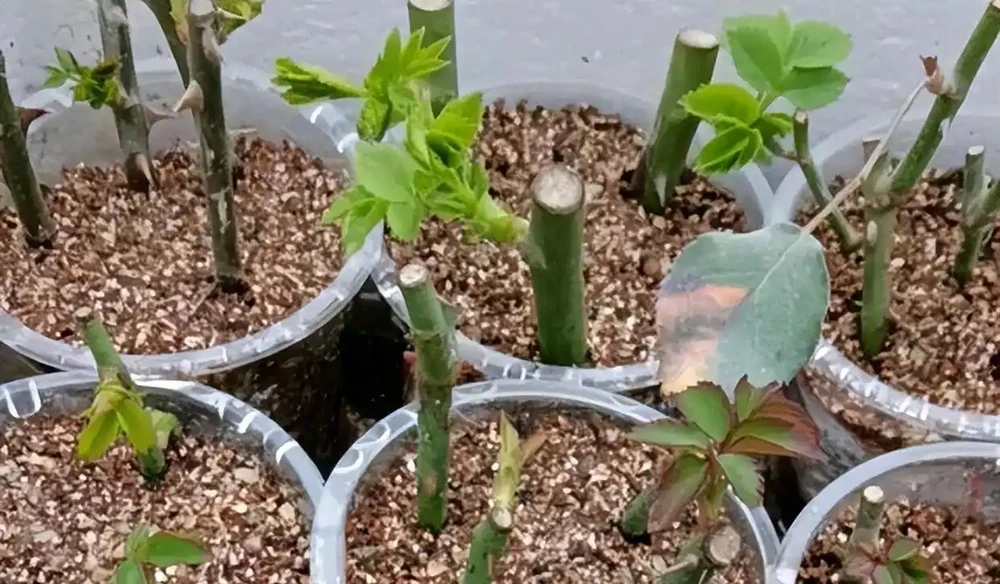 手把手教你插枝玫瑰花,剪個枝條插土裡就長根,一盆輕鬆變多盆