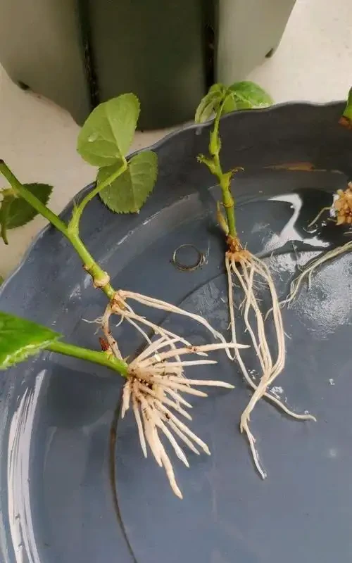 手把手教你插枝玫瑰花,剪個枝條插土裡就長根,一盆輕鬆變多盆