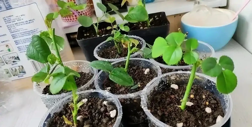 手把手教你插枝玫瑰花,剪個枝條插土裡就長根,一盆輕鬆變多盆