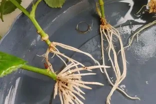 手把手教你插枝玫瑰花，剪個枝條插土裡就長根，一盆輕鬆變多盆