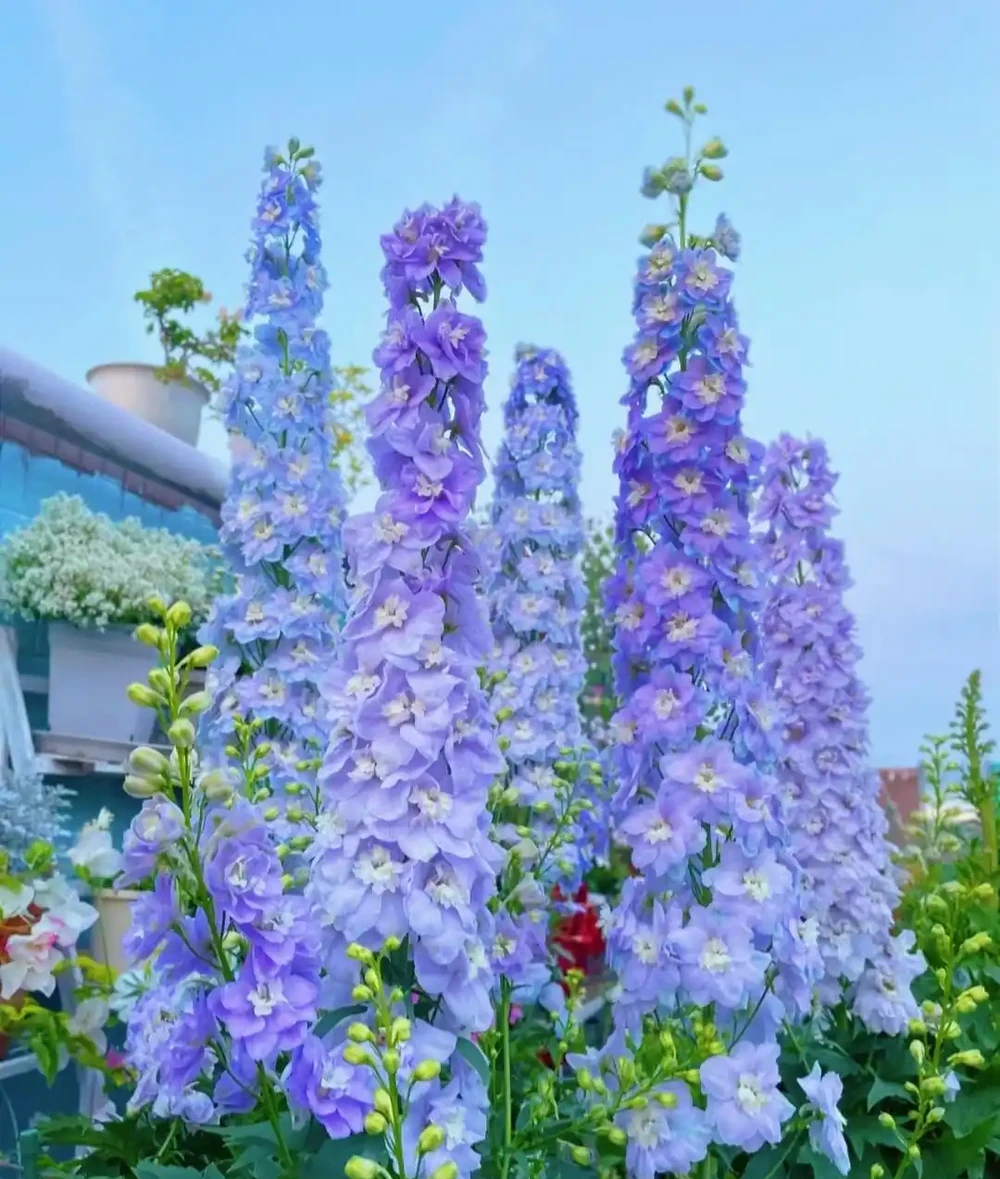 公認「漂亮」的12種花,適合打造「仙境式」花園,有院子別錯過