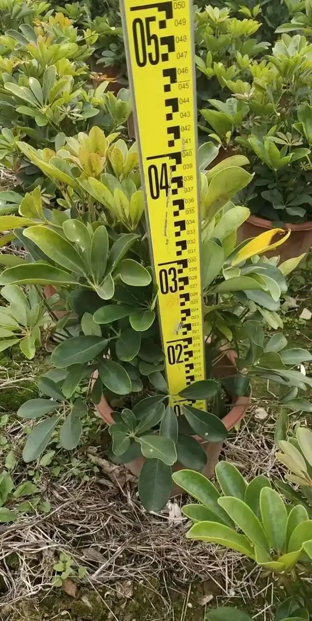 鴨腳木施肥方法