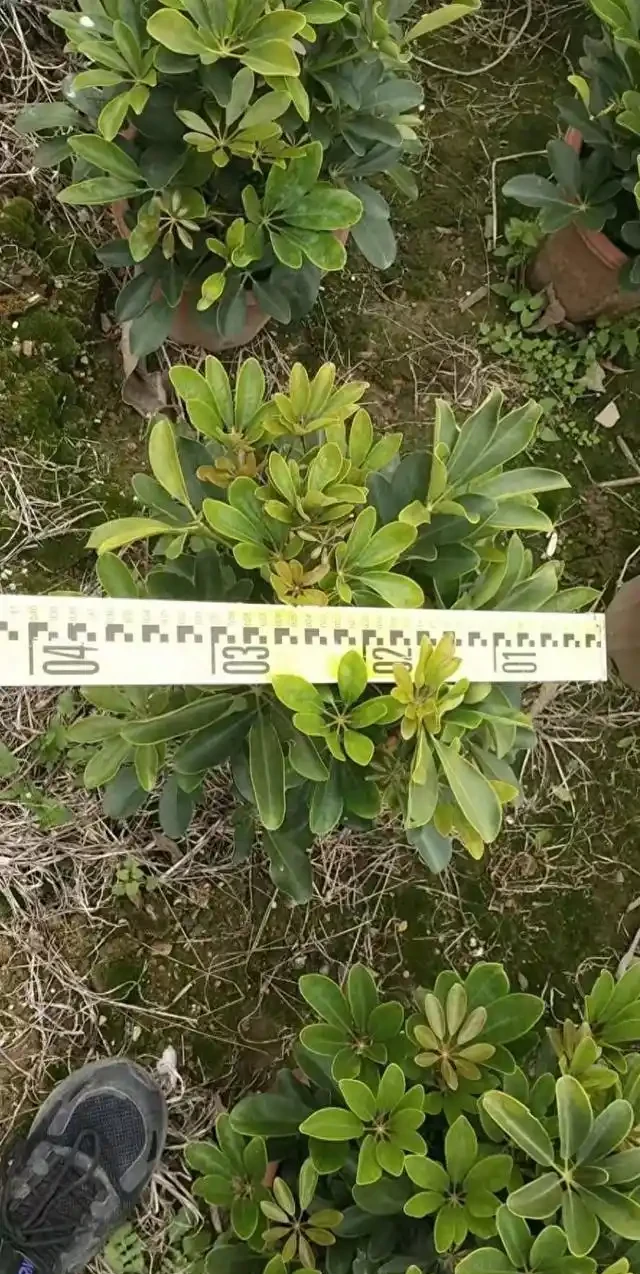 鴨腳木施肥方法