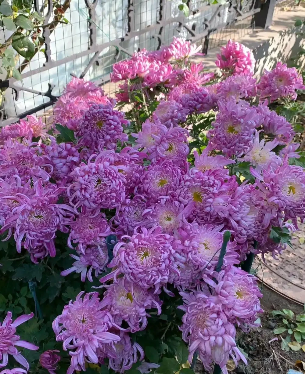 公認「漂亮」的12種花,適合打造「仙境式」花園,有院子別錯過