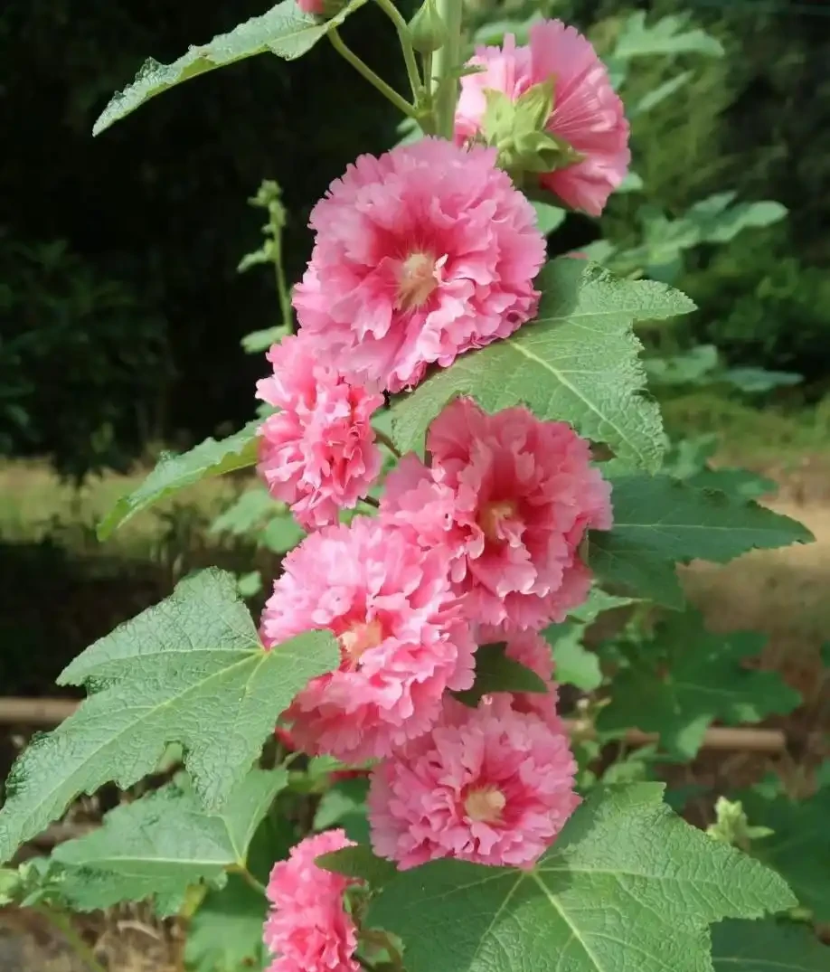 公認「漂亮」的12種花,適合打造「仙境式」花園,有院子別錯過