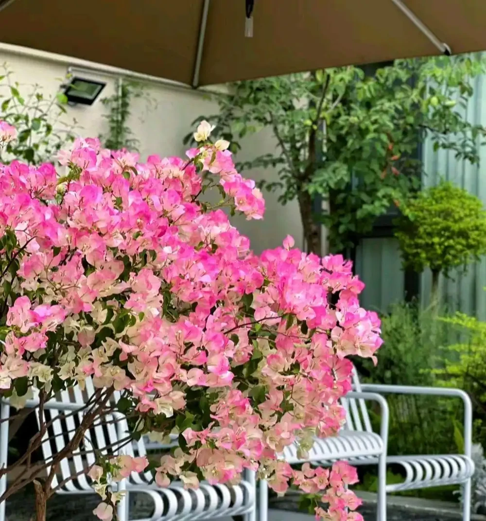 公認「漂亮」的12種花,適合打造「仙境式」花園,有院子別錯過