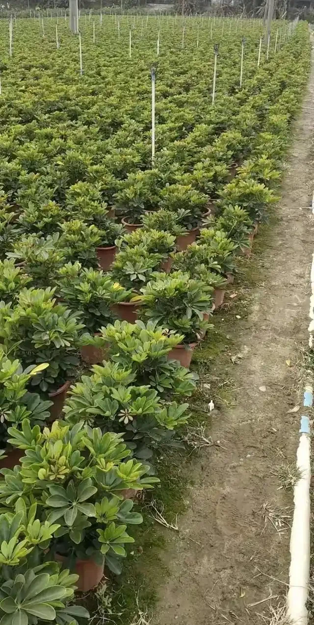 鴨腳木施肥方法