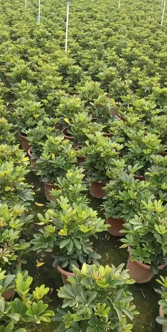 鴨腳木施肥方法