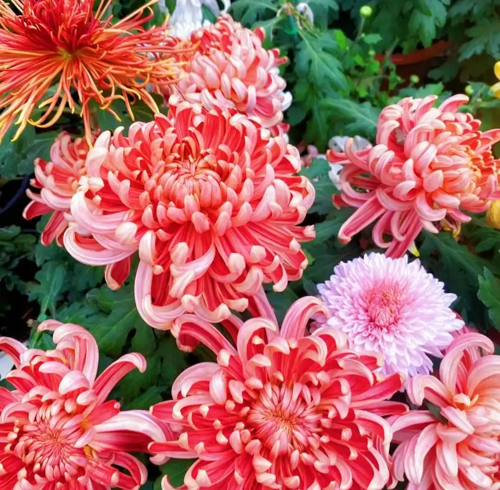 公認「開花又大又華麗」的9種花,養在家裡超顯富貴,喜歡別錯過