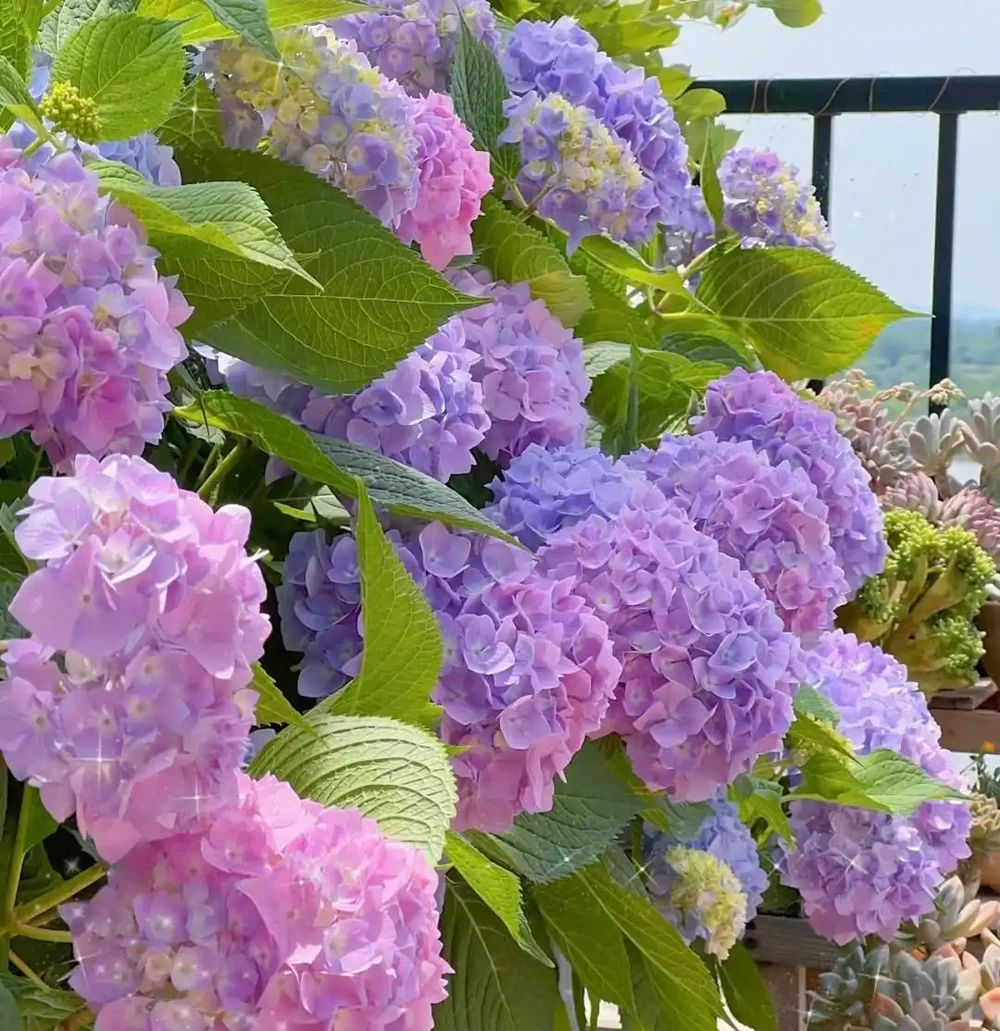 公認「開花又大又華麗」的9種花,養在家裡超顯富貴,喜歡別錯過
