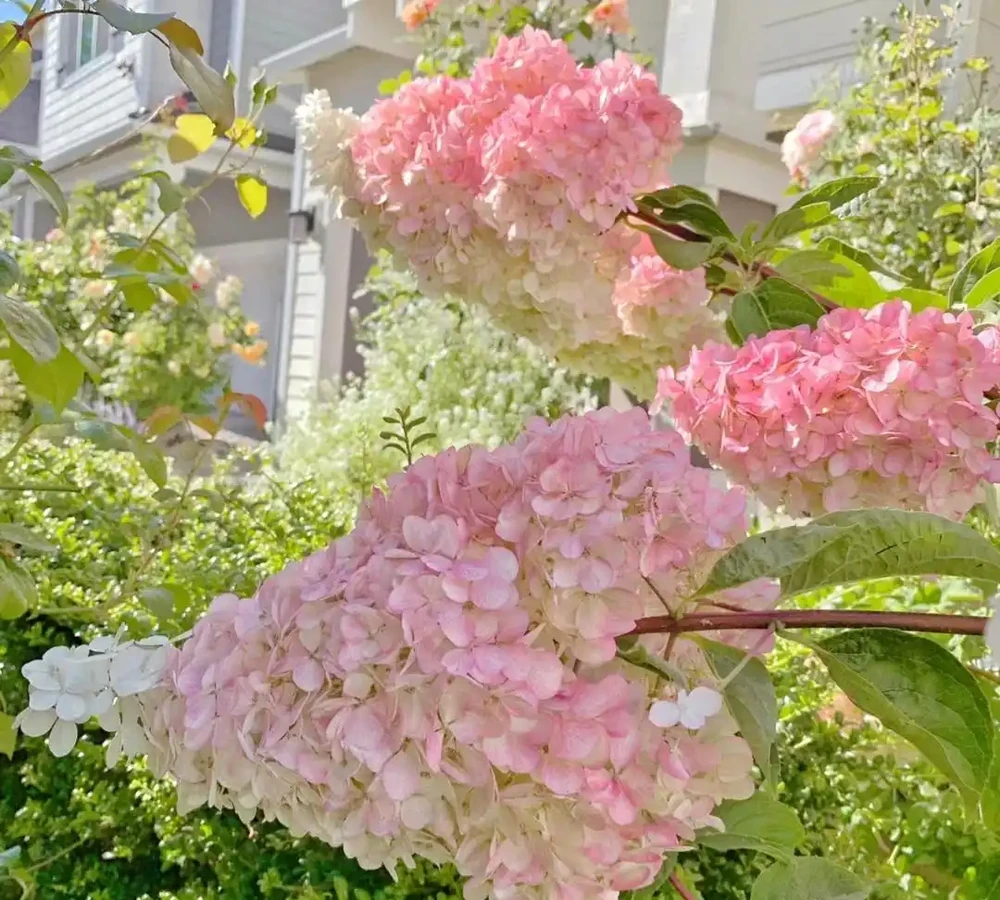 公認「開花又大又華麗」的9種花,養在家裡超顯富貴,喜歡別錯過