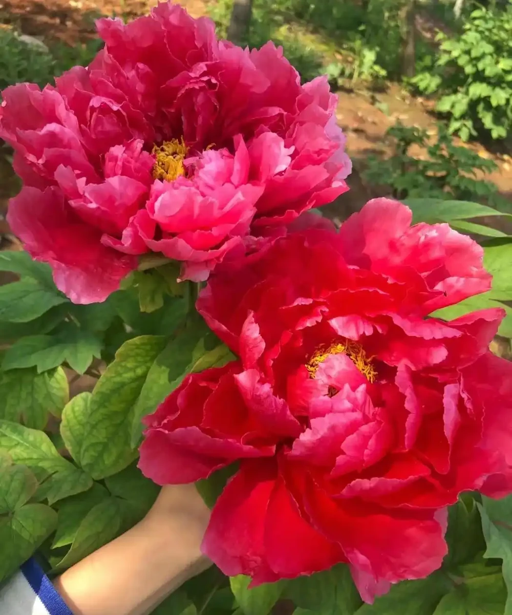 公認「開花又大又華麗」的9種花,養在家裡超顯富貴,喜歡別錯過