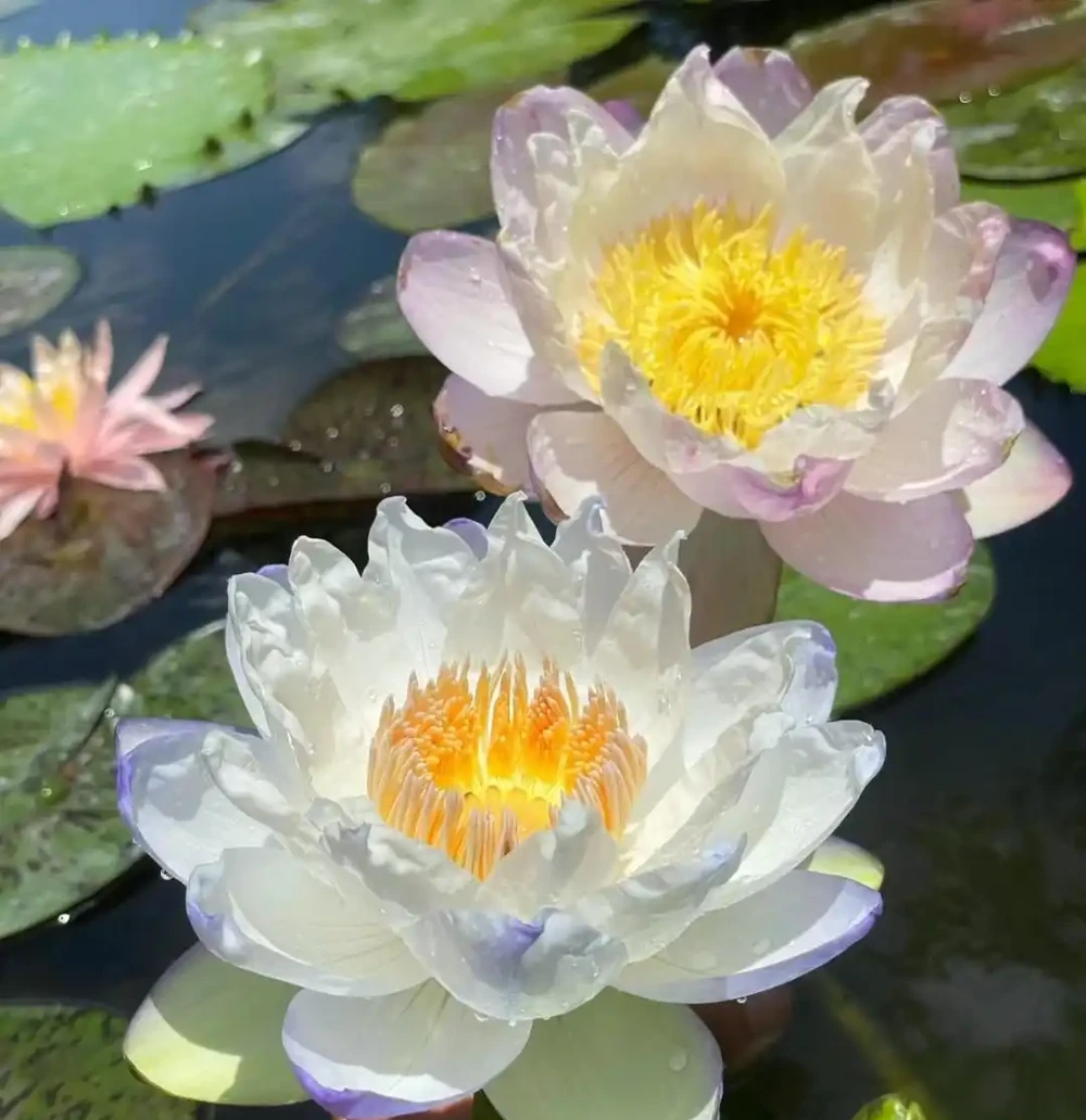 公認「開花又大又華麗」的9種花,養在家裡超顯富貴,喜歡別錯過