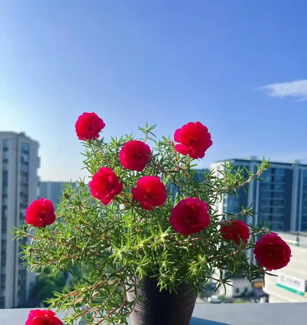皮實植物