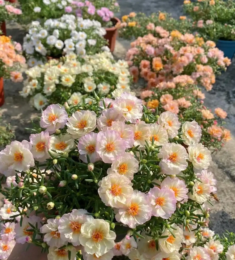 花量豐富