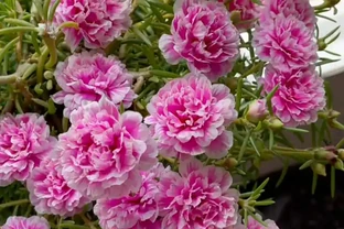 「逆襲」很成功的一種花，曾是路邊的野花，現在是養花界「團寵」