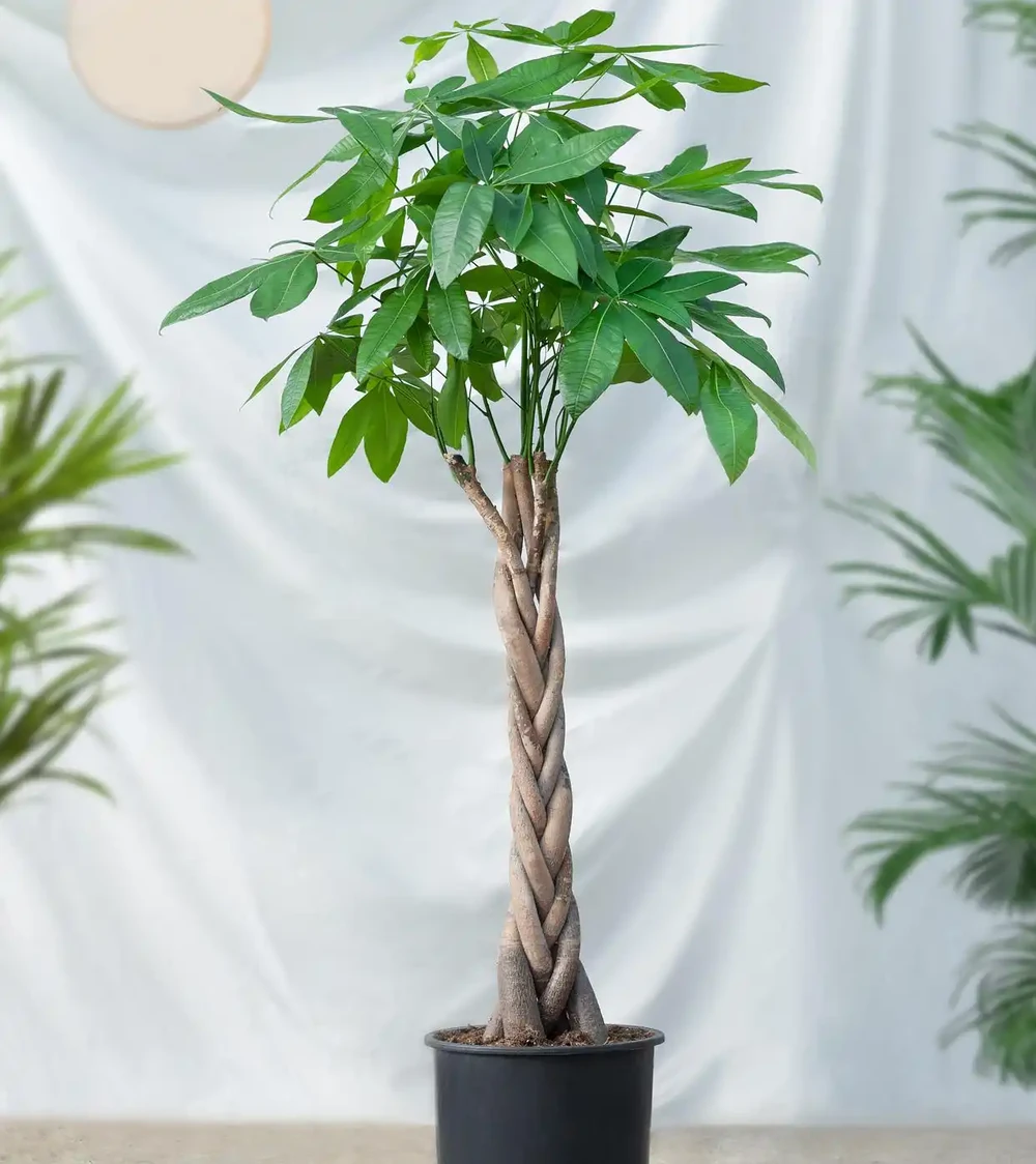 發財樹的葉子發黃乾枯掉落什麼原因?如何解決這些問題?