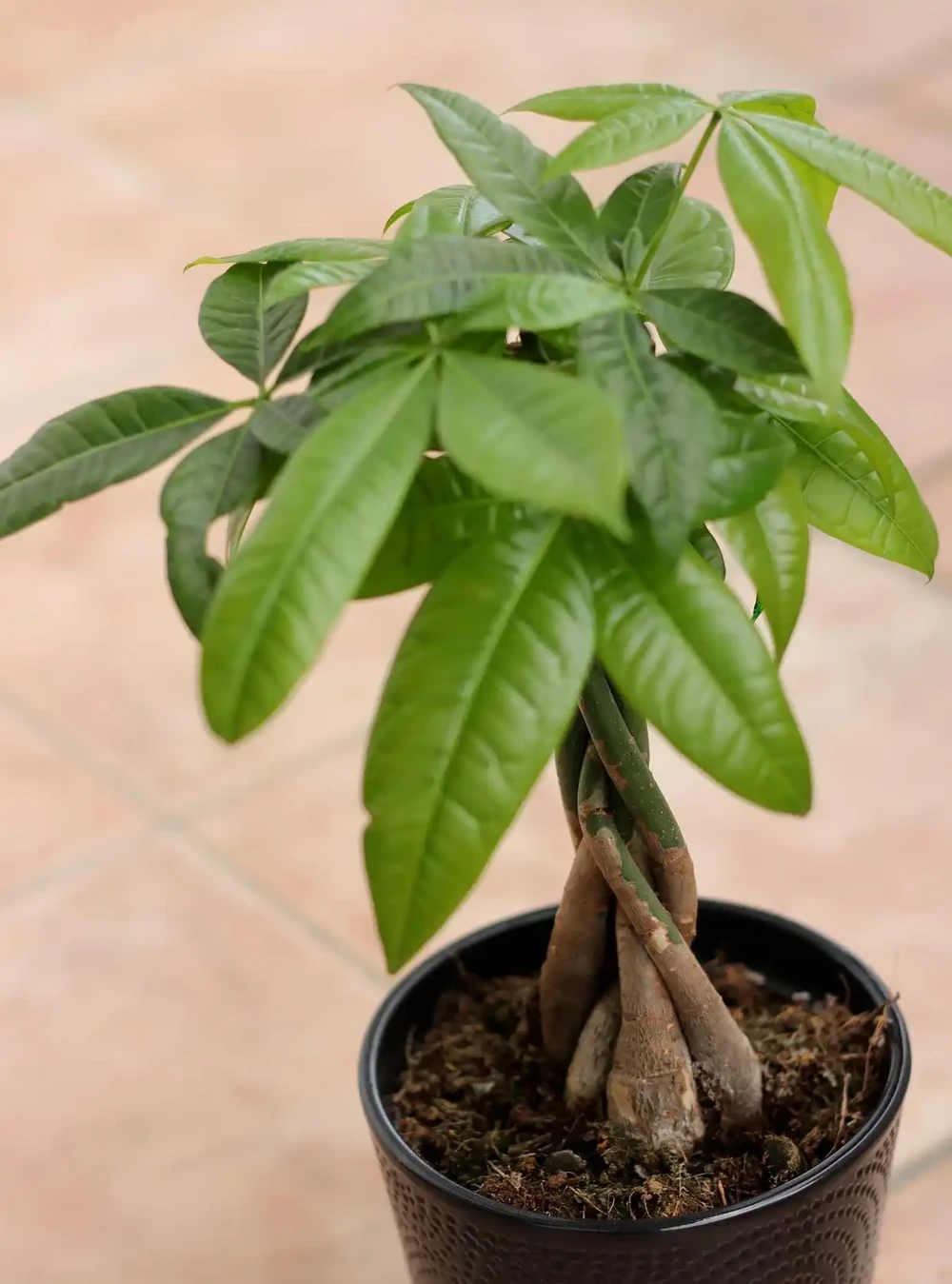 發財樹的葉子發黃乾枯掉落什麼原因?如何解決這些問題?