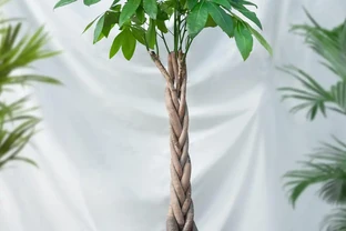 發財樹的葉子發黃乾枯掉落什麼原因？如何解決這些問題？