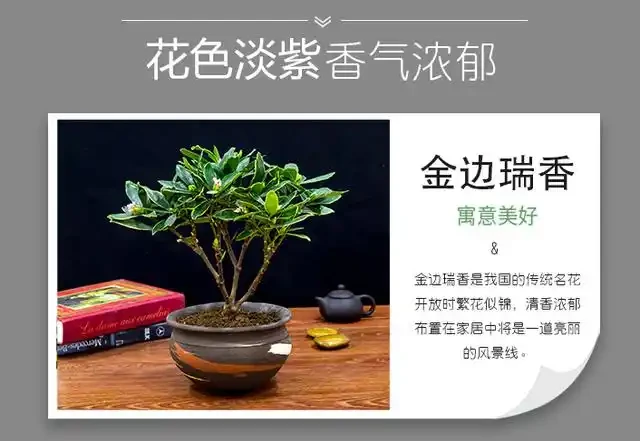 瑞香怎麼養?盆栽瑞香「九大」疑難雜症大解析,讓你養花更輕鬆