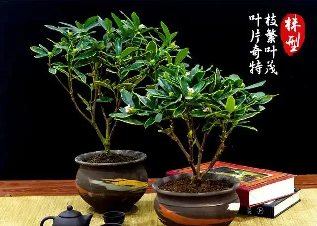瑞香怎麼養?盆栽瑞香「九大」疑難雜症大解析,讓你養花更輕鬆