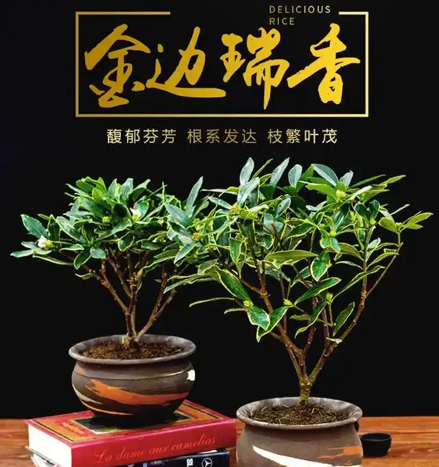瑞香怎麼養?盆栽瑞香「九大」疑難雜症大解析,讓你養花更輕鬆