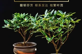 瑞香怎麼養？盆栽瑞香「九大」疑難雜症大解析，讓你養花更輕鬆