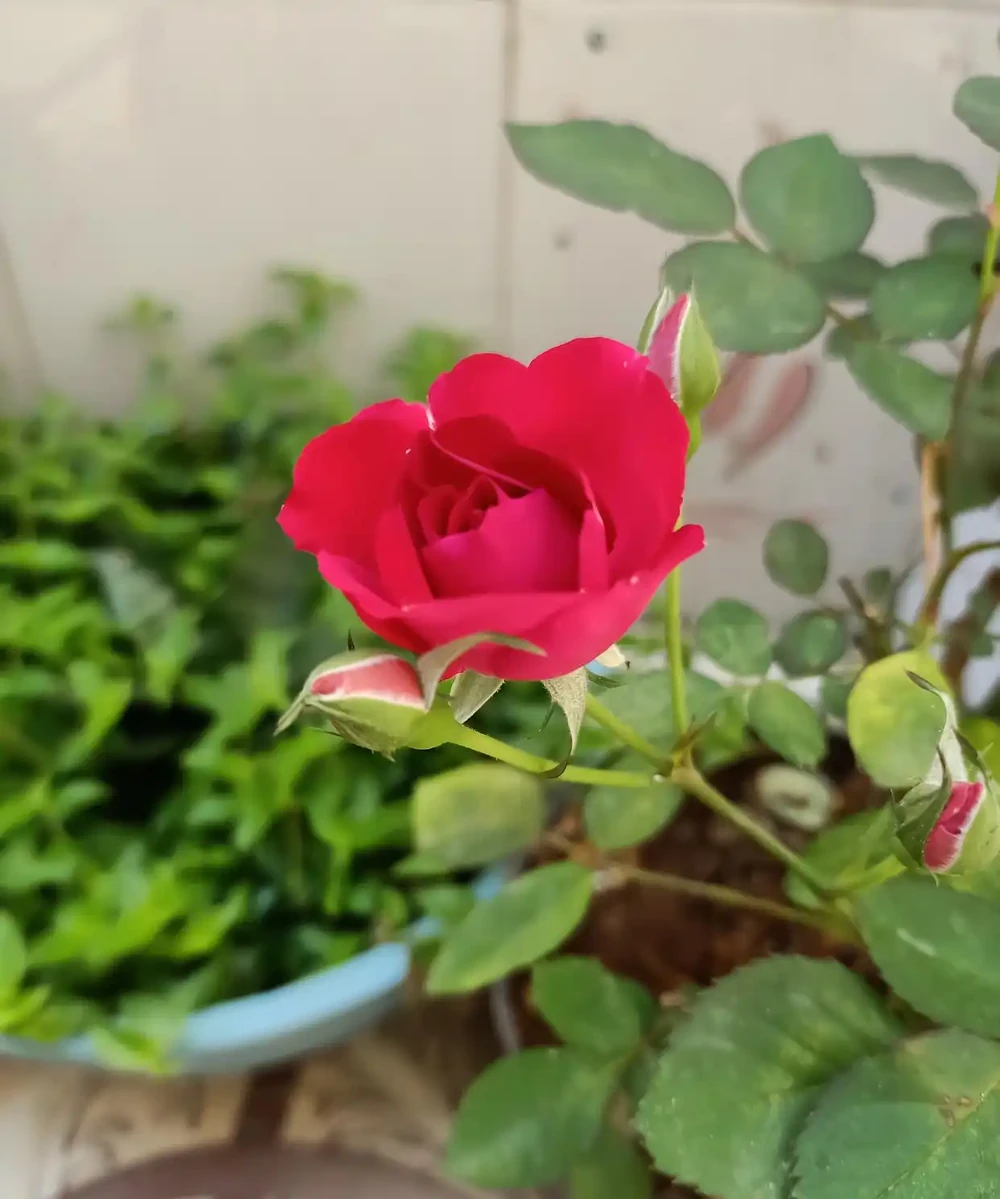 玫瑰花枝插枝要點解析:成活率高,開花更豔