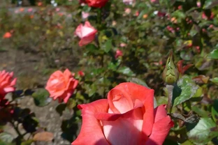 玫瑰花枝插枝要點解析：成活率高，開花更豔