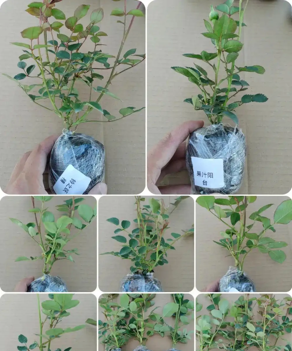 小苗玫瑰開花牆,有6個「秘訣」,開花旺盛,花大色豔,太簡單!